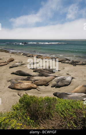 Les éléphants de mer se reposant sur la plage de Piedras Blancas dans l'aire méridionale de Big Sur, en Californie, près de San Simeon Banque D'Images