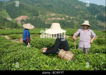 Les cueilleurs de thé travaillant sur la Chine Guangxi plantation Banque D'Images