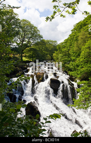 Swallow Falls Chutes Cascade River Llugwy en été soleil Juillet Betws-Y-Coed Cymru, Nord du Pays de Galles UK Royaume-Uni GB Banque D'Images