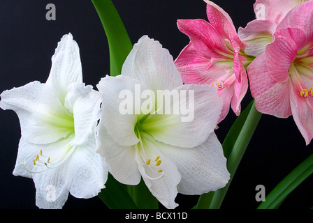 Amaryllis 03 Banque D'Images