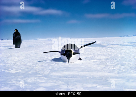 Manchots empereurs Aptenodytes forsteri balancer d'un côté à l'autre lors de la marche faites glisser sur l'estomac quand fatigué plate-forme de Ross Antarctique Banque D'Images