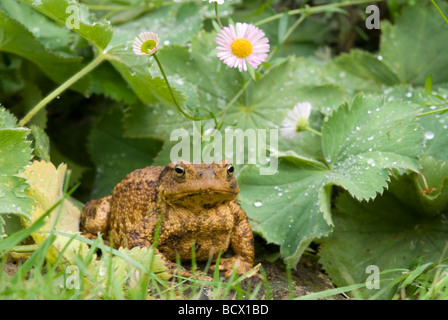 Crapaud commun, Bufo bufo, dans le jardin sur l'herbe sous les marguerites, lumière du jour, Sussex, Royaume-Uni. Banque D'Images