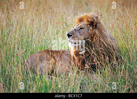 Lion mâle alerte avec sa tête reposant dans l'herbe haute le Masai Mara National Reserve Kenya Afrique de l'Est Banque D'Images