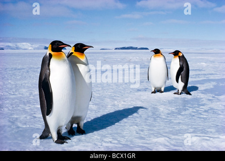 Manchots empereurs Aptenodytes forsteri balancer d'un côté à l'autre lors de la marche plate-forme de Ross Antarctique Banque D'Images