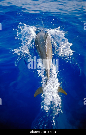 Long-snouted dauphins Stenella longirostris, California USA,Kona Big Island, l'Océan Pacifique Banque D'Images