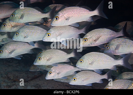 Choix des marins scolarité Grunts Johnrandallia parra West End Océan Atlantique aux Bahamas Banque D'Images