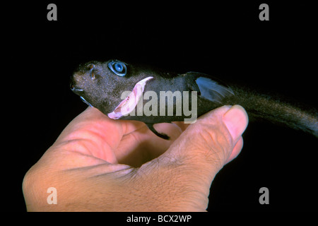 Requin pygmée, femme, la plus petite des espèces de requins, de haute mer (spécimen), Euprotomicrus bispinatus, Hawaii, USA, Kona, Big Island, P Banque D'Images