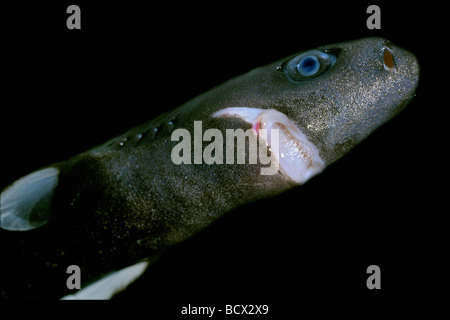 Requin pygmée, femme, la plus petite des espèces de requins, de haute mer (spécimen), Euprotomicrus bispinatus, Hawaii, USA, Kona, Big Island, P Banque D'Images