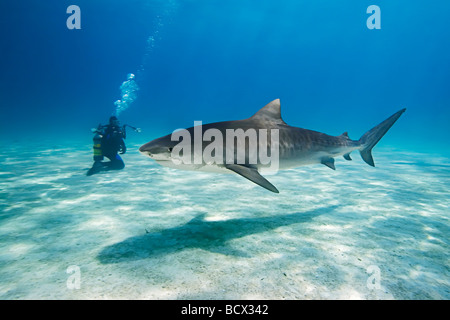 Plongeur avec requin tigre Galeocerdo cuvier Océan Atlantique aux Bahamas Banque D'Images