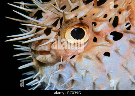 Porcs-épics Diodon holocanthus Ballon Balloonfish Key Largo Mer des Caraïbes Floride USA Banque D'Images