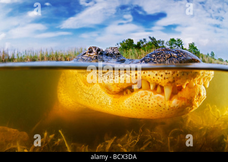 Alligator Alligator mississipiensis Parc National des Everglades en Floride USA Banque D'Images