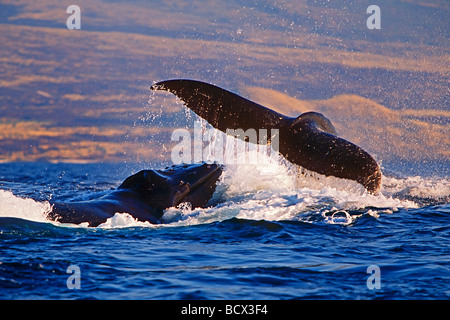 Dans la parade nuptiale des baleines à bosse Megaptera novaeangliae Océan Pacifique Hawaii USA Banque D'Images
