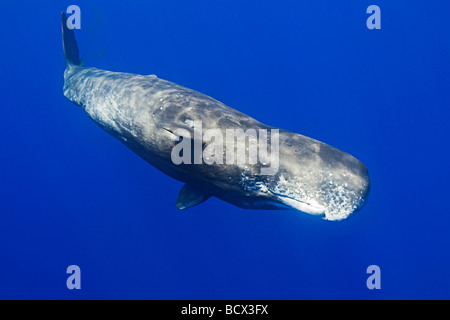 Cachalot Physeter macrocephalus Océan Pacifique Hawaii USA Banque D'Images
