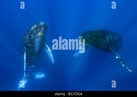 Paire de baleines à bosse Megaptera novaeangliae de cour dans l'océan Pacifique Hawaii USA Banque D'Images