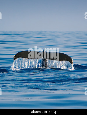 Fluke Baleine à bosse Megaptera novaeangliae Océan Pacifique Hawaii USA Banque D'Images