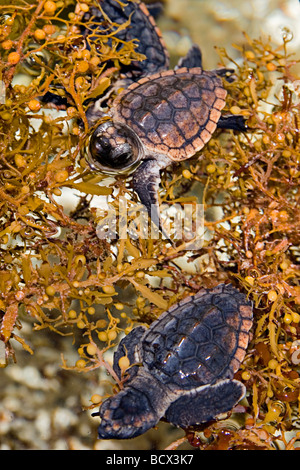 Les petites tortues caouanne, se réfugiant chez les mauvaises herbes de sargasses, Caretta caretta, Sargassum natans, Juno Beach, l'océan Atlantique, Banque D'Images