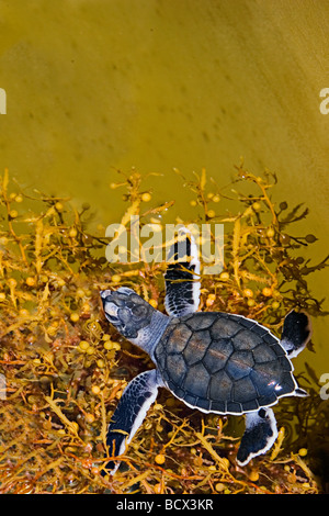 Les petites tortues caouanne, se réfugiant chez les mauvaises herbes de sargasses, Caretta caretta, Sargassum natans, Juno Beach, l'océan Atlantique, Banque D'Images