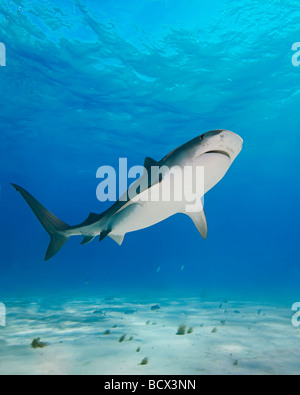 Requin tigre Galeocerdo cuvier West End Grand Bahamas Mer des Caraïbes Bahamas Banque D'Images