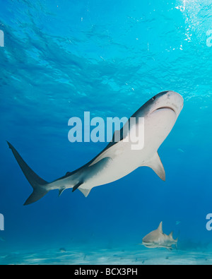 Requin tigre Galeocerdo cuvier West End Grand Bahamas Mer des Caraïbes Bahamas Banque D'Images