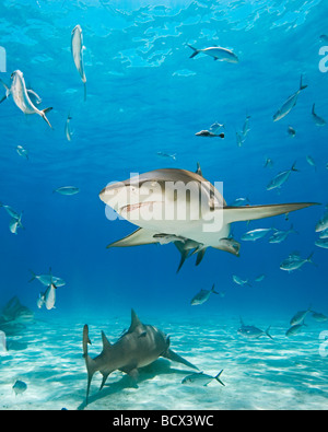 Les requins citron Negaprion brevirostris West End Grand Bahamas Mer des Caraïbes Bahamas Banque D'Images