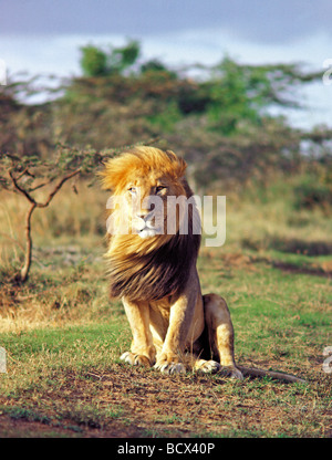 Lion mâle avec amende exceptionnellement longue crinière d'être soufflé dans le vent de l'Afrique de l'Est Kenya Ranch Soloi Banque D'Images