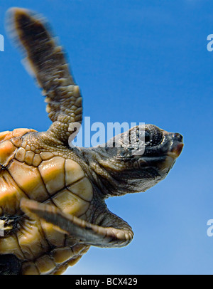 Tortues tortue Caretta caretta en eau libre de l'Océan Atlantique de la mer des Sargasses Banque D'Images