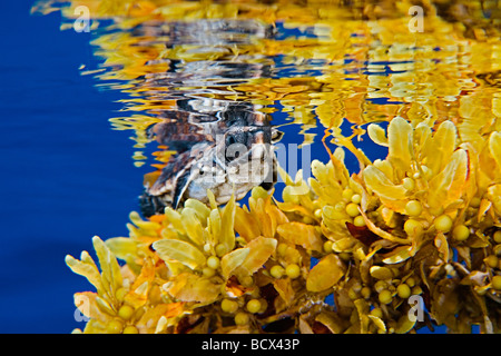 Tortues tortue Caretta caretta en eau libre de l'Océan Atlantique de la mer des Sargasses Banque D'Images