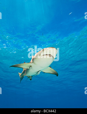 Requin citron Negaprion brevirostris West End Grand Bahamas Mer des Caraïbes Bahamas Banque D'Images