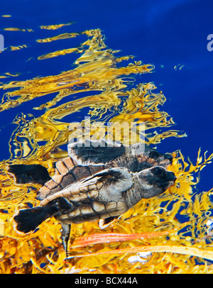 Tortues tortue Caretta caretta en eau libre de l'Océan Atlantique de la mer des Sargasses Banque D'Images