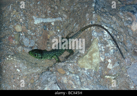 Lacerta lepida / Ocellated lizard lizard - jeweled , sur un rocher - Banque D'Images