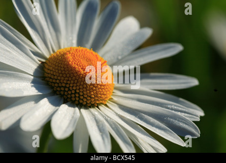 Marguerite blanche close up Banque D'Images