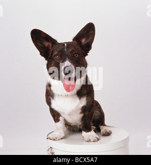 Welsh Corgi Cardigan Banque D'Images