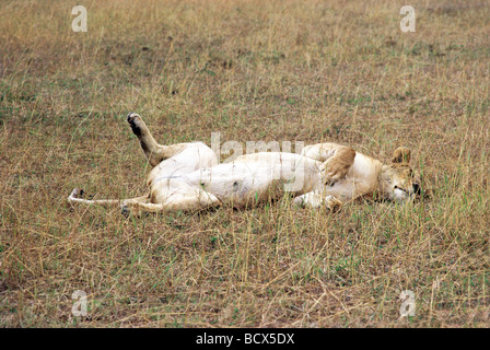 Lionne couchée mature endormi en pleine terre Masai Mara National Reserve Kenya Afrique de l'Est Banque D'Images