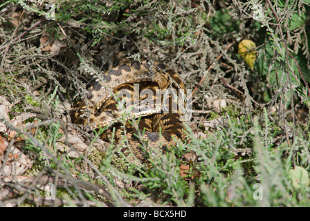 Adder, Vipera berus Warming in early Morning Sun, Stedham & Iping Commons, Midhurst, Sussex, Royaume-Uni, juillet Banque D'Images