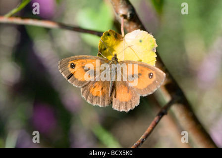 Gatekeeper ou Hedge Brown, Pyronia tithonus, Male, Stedham et Iping Commons, Midhurst, Sussex Royaume-Uni juillet Banque D'Images