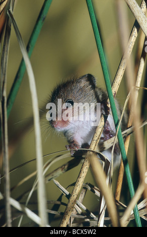 Harvest Mouse (Micromys minutus) grimpant en roseau Banque D'Images