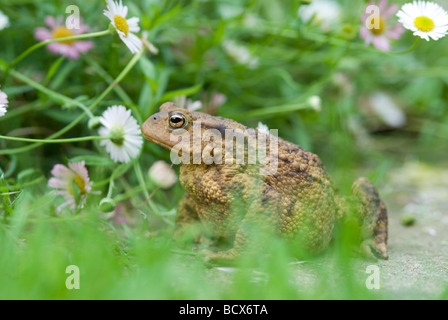 Crapaud commun, Bufo bufo, dans le jardin sur l'herbe sous les marguerites, lumière du jour, Sussex, Royaume-Uni. Banque D'Images