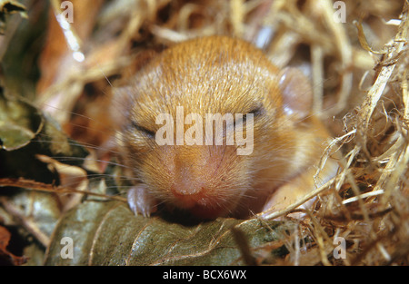 Muscaridinus avellanarius / jeunes loir commun / hazel mouse Banque D'Images