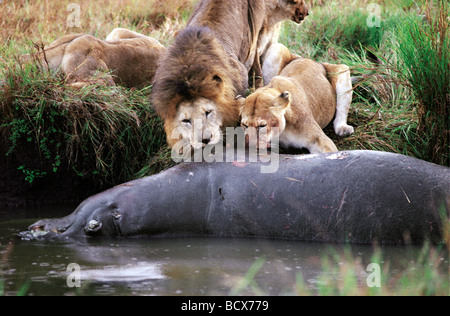 Lion et lionne fierté se nourrissant de dead Hippo Parc National de Serengeti Tanzanie Afrique de l'Est Banque D'Images