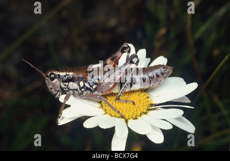 Podisma pedestris / brown mountain grashopper Banque D'Images