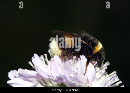 Bombus terrestris ou chamois Cerf Famille Apidae abeille avec des grains de pollen d'alimentation disponibles sur terrain Scabious Banque D'Images