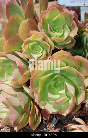 L'Aeonium Aeonium arboreum un arbre subtropical succulentes plantes du genre Aeonium et famille des Crassulaceae Banque D'Images