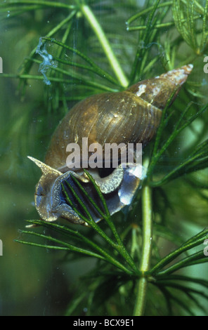 Grand Marais, Pondsnail Lymnaea (Lymnaea stagnalis) sur les plantes aquatiques. Allemagne Banque D'Images