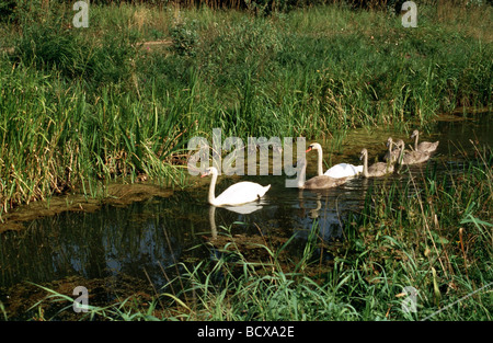 / Le Cygne tuberculé Cygnus olor - Paire avec 5 jeunes dans un ruisseau - Banque D'Images