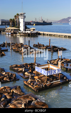 Usa California San Francisco Fisherman s Wharf Pier 39 lions de mer Banque D'Images