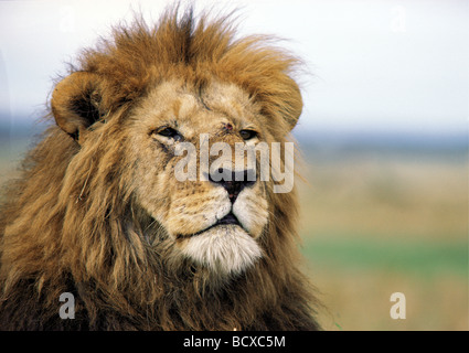 Portrait de l'alerte mâle mature lion à crinière fine à distance dans le Masai Mara National Reserve Kenya Afrique de l'Est Banque D'Images