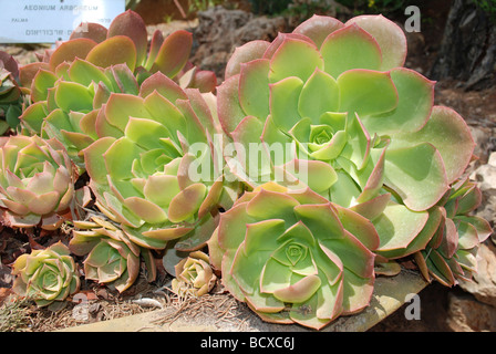 L'Aeonium Aeonium arboreum un arbre subtropical succulentes plantes du genre Aeonium et famille des Crassulaceae Banque D'Images