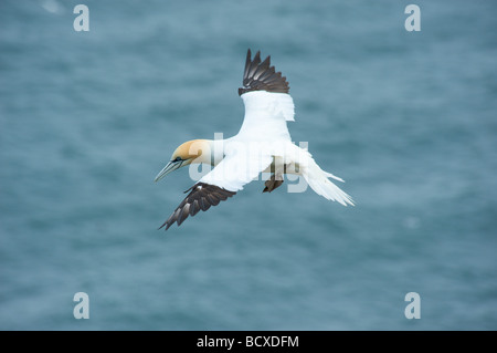 Un fou de Bassan (Sula bassana) Falaises de Bempton RSPB vu à North Yorkshire Banque D'Images