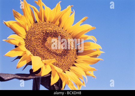 Avec de beaux gros plan de tournesol dans la saison d'été Banque D'Images