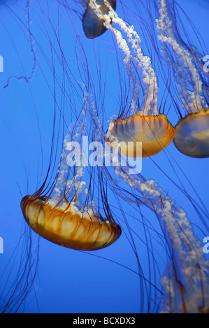 USA Californie Monterey Bay Aquarium Pacific Sea Nettle Jellyfish Chrysaora quinquecirrha Banque D'Images